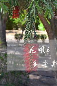 花呗6百逾期多久会被起诉 我花呗借呗五千多逾期六个月会起诉吗