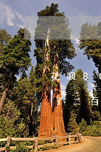 花呗800逾期会被扣吗(花呗欠七千多逾期了二百多天会被起诉吗)