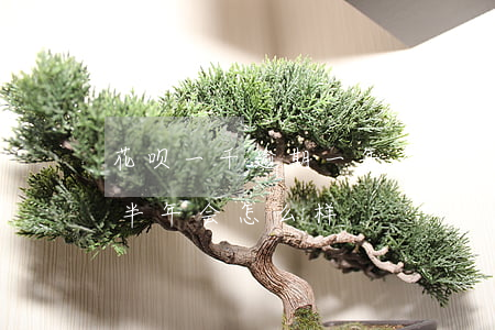 花呗一千逾期一年多少钱(花呗欠几百块逾期半年会怎么样)