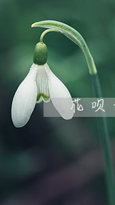 花呗七月未逾期的截图(本月花呗已还清截图)
