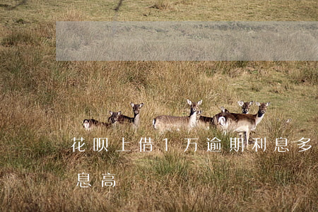 花呗上借1万逾期利息多少(借呗1万逾期利息高)