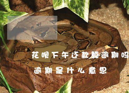 花呗下午还款算逾期吗(花呗逾期还款后不算逾期是什么意思?)