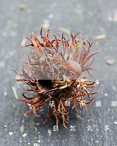 花呗不逾期要不要算利息(支付宝花呗逾期利息怎么多少)