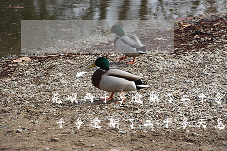 花呗两千多逾期了二十多天怎么办-花呗两千多逾期了二十多天怎么办啊