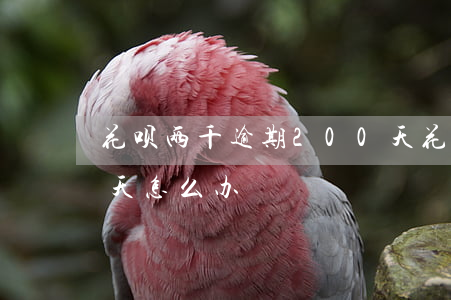 花呗两千逾期200天(花呗两千逾期200天怎么办)
