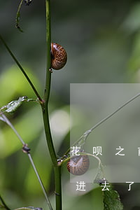 花呗之前逾期过分期乐(花呗分期后逾期了还进去了还可以用吗)