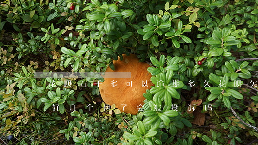 花呗五千多可以逾期多久(花呗欠500逾期好几个月了会被投诉吗)