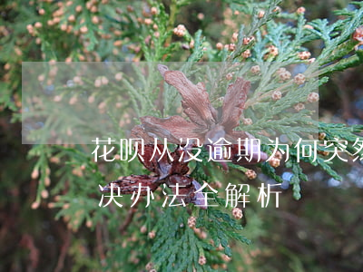 花呗从没逾期为何突然不能使用？原因及解决办法全解析