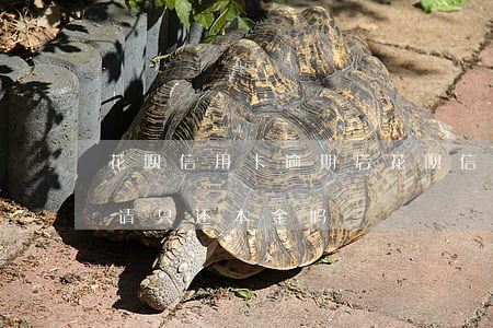 花呗信用卡逾期后(花呗信用卡逾期后可以申请只还本金吗)