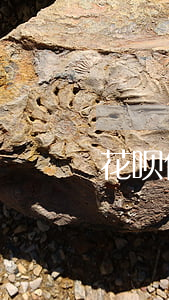 花呗借五百逾期费是多少