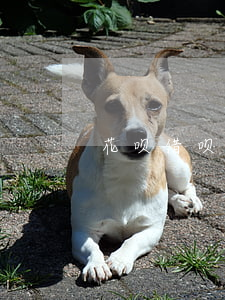 花呗借呗6万逾期(借呗六万逾期会被起诉吗)