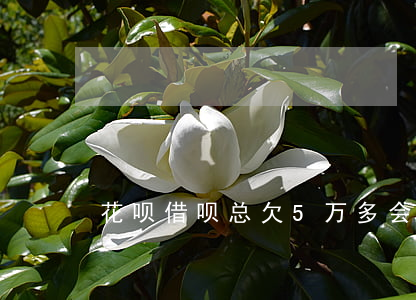 花呗借呗总欠5万多会被起诉吗