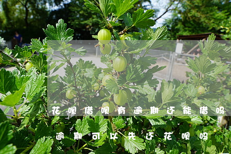 花呗借呗有逾期还能借吗(借呗逾期了花呗没逾期可以先还花呗吗)