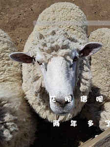 花呗借呗欠5000逾期2年(花呗借呗逾期两年多了,欠两万本金)