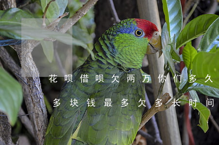 花呗借呗欠两万你们多久能还完(花呗欠两千多块钱,最多欠多长时间)