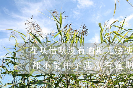 花呗借呗没有逾期无法使用(支付宝花呗借呗都不能用了,我没有逾期过)
