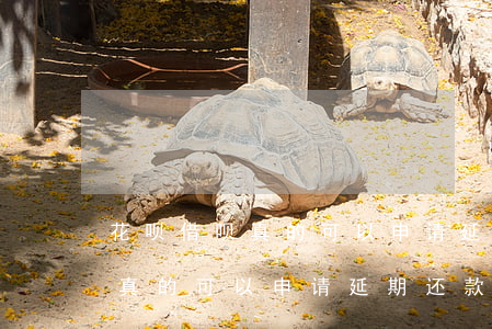 花呗借呗真的可以申请延期还款-花呗借呗真的可以申请延期还款吗