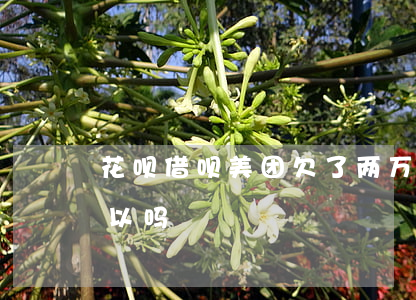 花呗借呗美团欠了两万多(美团借钱还花呗可以吗)