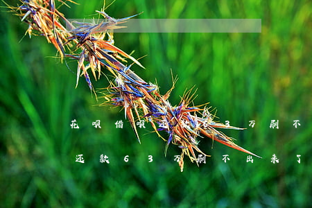 花呗借呗还款63万刷不出来了-花呗借呗还款63万刷不出来了怎么办