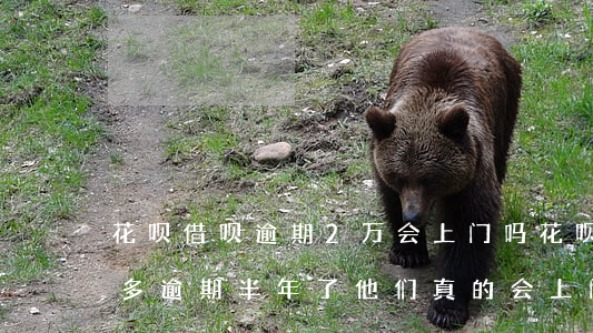 花呗借呗逾期2万会上门吗(花呗借呗欠两万多逾期半年了,他们真的会上门吗?)