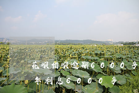 花呗借呗逾期6000多一年-借呗逾期一年利息6000多