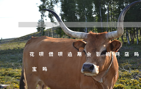 花呗借呗逾期会影响网店吗(花呗逾期影响淘宝吗)