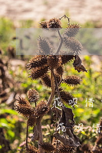 花呗借呗逾期利息滞纳金可以免么-支付宝花呗借呗逾期了能不能减免利息?