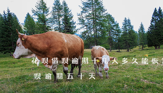 花呗借呗逾期十几天,多久能恢复使用（花呗借呗逾期五十天）