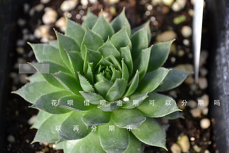 花呗借呗逾期可以分期吗(支付宝借呗逾期可以再分期不?)