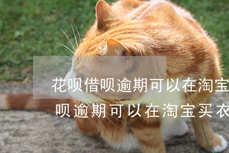 花呗借呗逾期可以在淘宝买衣服吗-花呗借呗逾期可以在淘宝买衣服吗安全吗