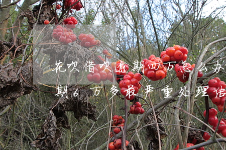 花呗借呗逾期四万怎么办(支付宝花呗借呗逾期6万多最严重处理结果?)
