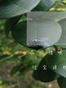 花呗借呗逾期支付宝进账-花呗借呗逾期支付宝进账怎么办