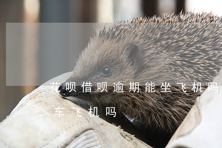 花呗借呗逾期能坐飞机吗(欠借呗钱可以坐动车飞机吗)