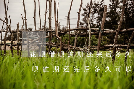 花呗借呗逾期还完后多久可以再用-花呗借呗逾期还完后多久可以再用啊