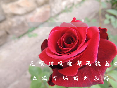 花呗借呗逾期还款怎么还(花呗逾期借呗还进去还可以借出来吗)