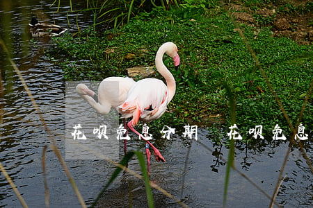 花呗免息分期劵(花呗免息分期劵)