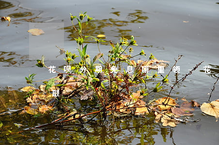 花呗分期免息哪里领-花呗分期免息怎么领取