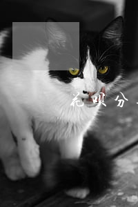 花呗分期分期免息卷 花呗分期免息劵哪得的