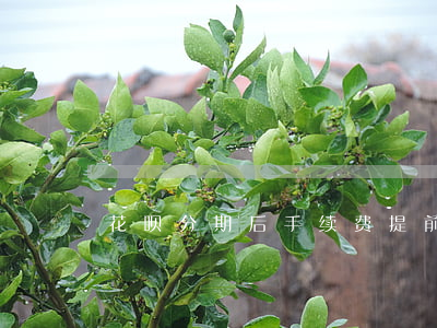 花呗分期后手续费提前还款还扣-