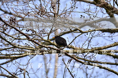 花呗分期后最低还款还会再还吗-花呗分期后最低还款会下降吗
