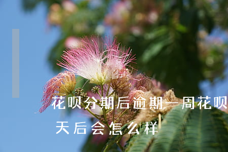 花呗分期后逾期一周(花呗分期后逾期是十五天后会怎么样?)