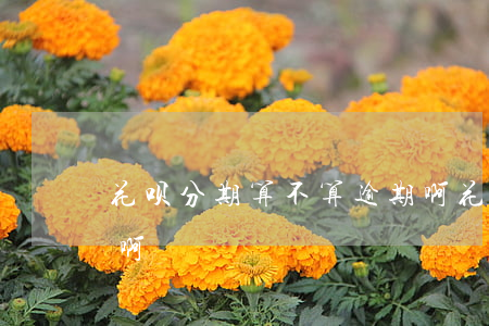 花呗分期算不算逾期啊(花呗分期算不算逾期啊)