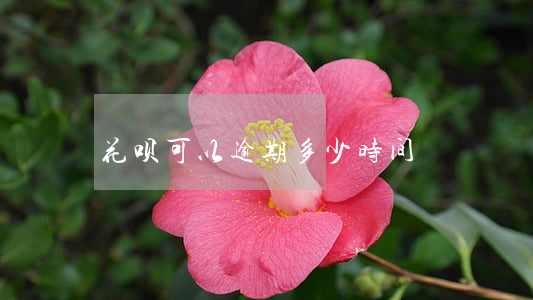 花呗可以逾期多少时间