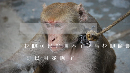 花呗可以逾期还了之后(花呗逾期还完了,多久可以用花呗了)