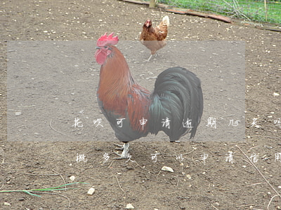 花呗可申请逾期几天吗(花呗逾期半年还完大概多久可以申请信用卡)