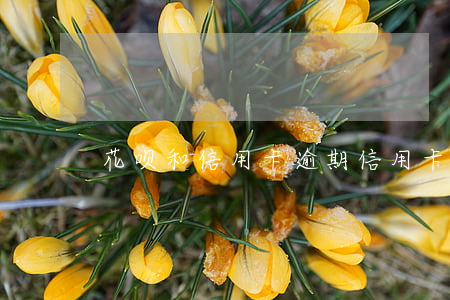 花呗和信用卡逾期（信用卡逾期网商花呗）