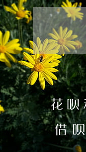 花呗和借呗如何协商停息挂账还款-花呗和借呗怎么协商还款