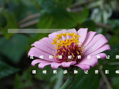 花呗和借呗有逾期记录影响政审吗-花呗和借呗有逾期记录影响政审吗知乎