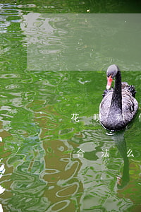 花呗和借呗逾期催收团队(借呗逾期上门催收合法么)
