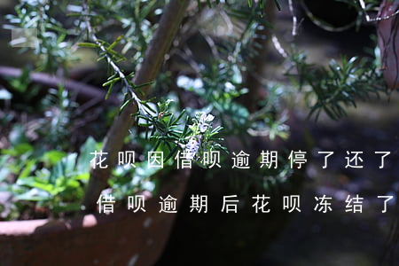 花呗因借呗逾期停了 还了借呗花呗能解封吗（借呗逾期后花呗冻结了怎么还）
